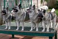 3-generations--Airybelle,-Tinker Bell, Hattie, Cowboy April 2008